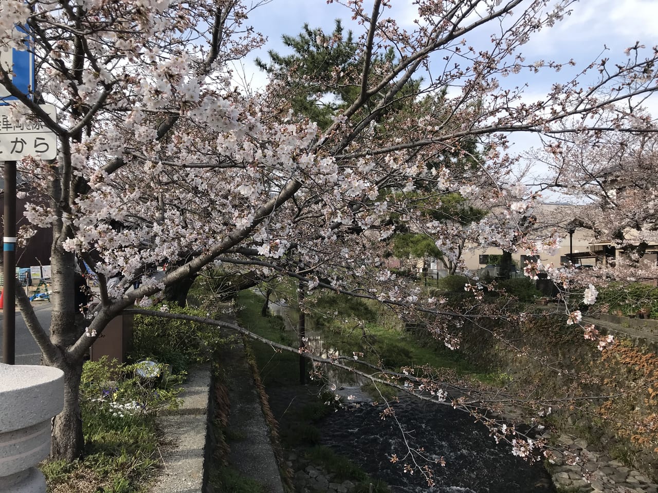 一の坂川桜の様子