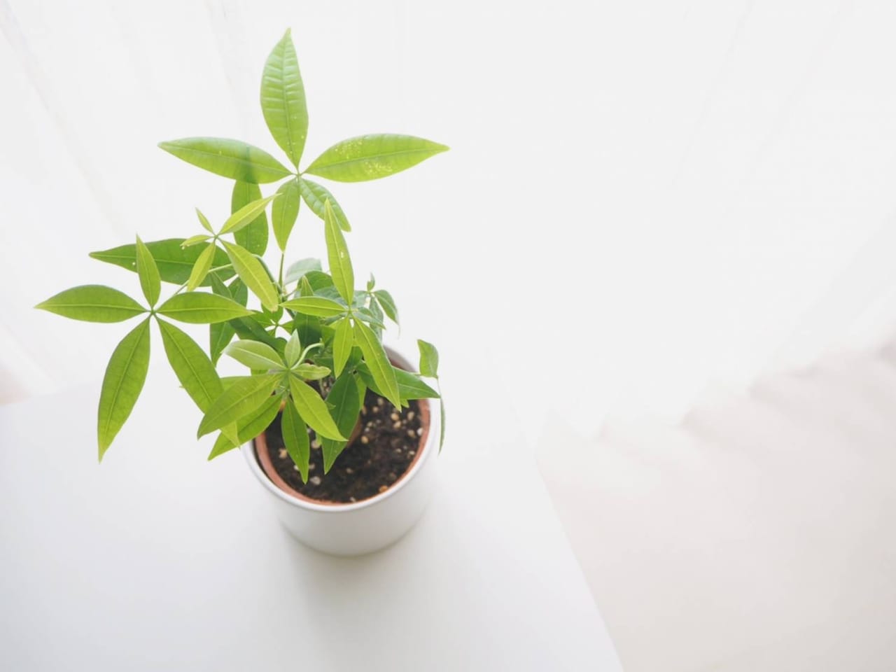 観葉植物