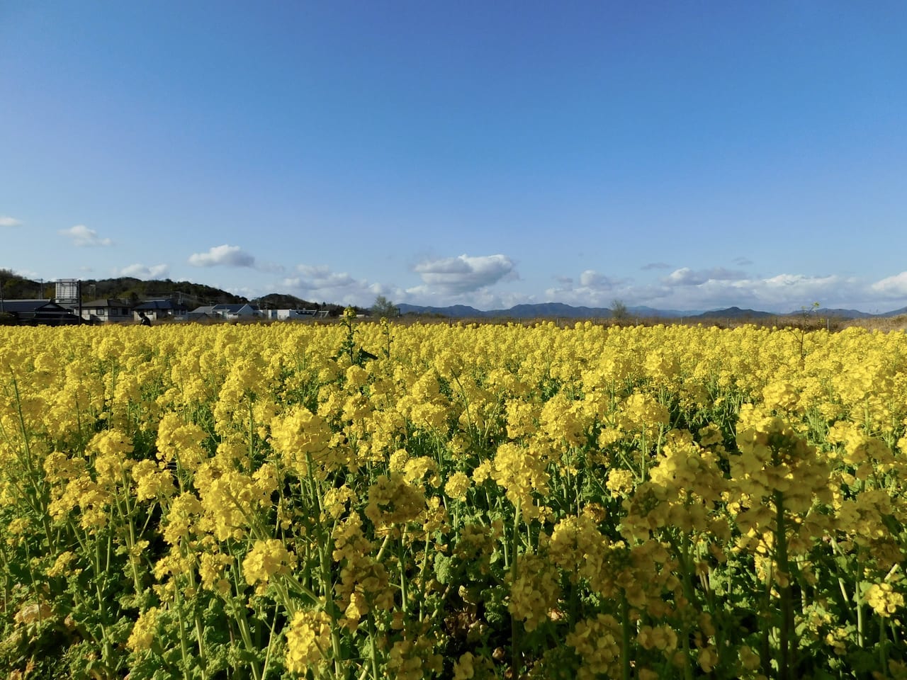 青空と菜の花