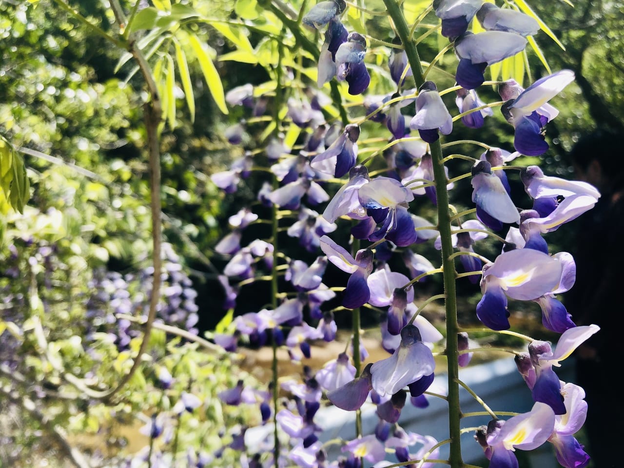 藤の花アップ