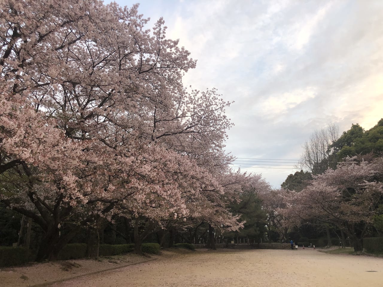 桑山公園桜