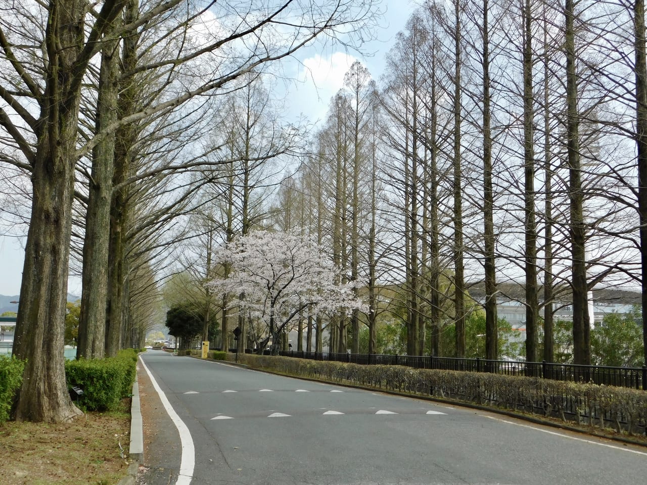 維新公園桜の木