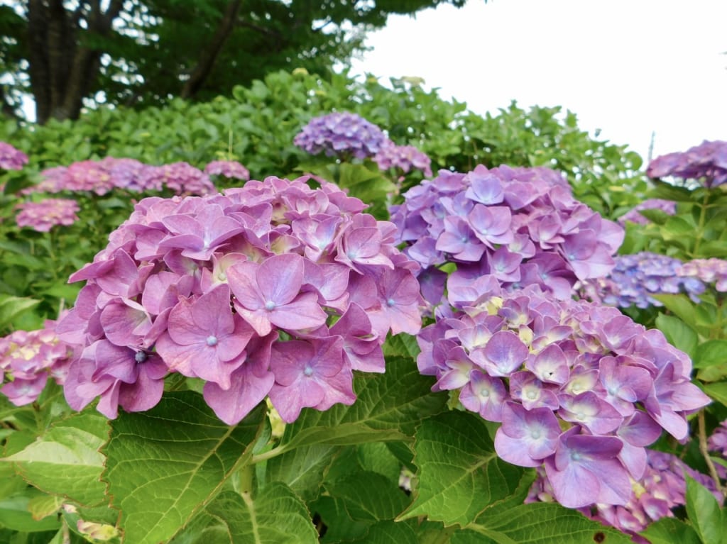 香山公園1